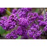 Price: €1.85 - Japanese beautyberry Seeds (Callicarpa japonica) - 