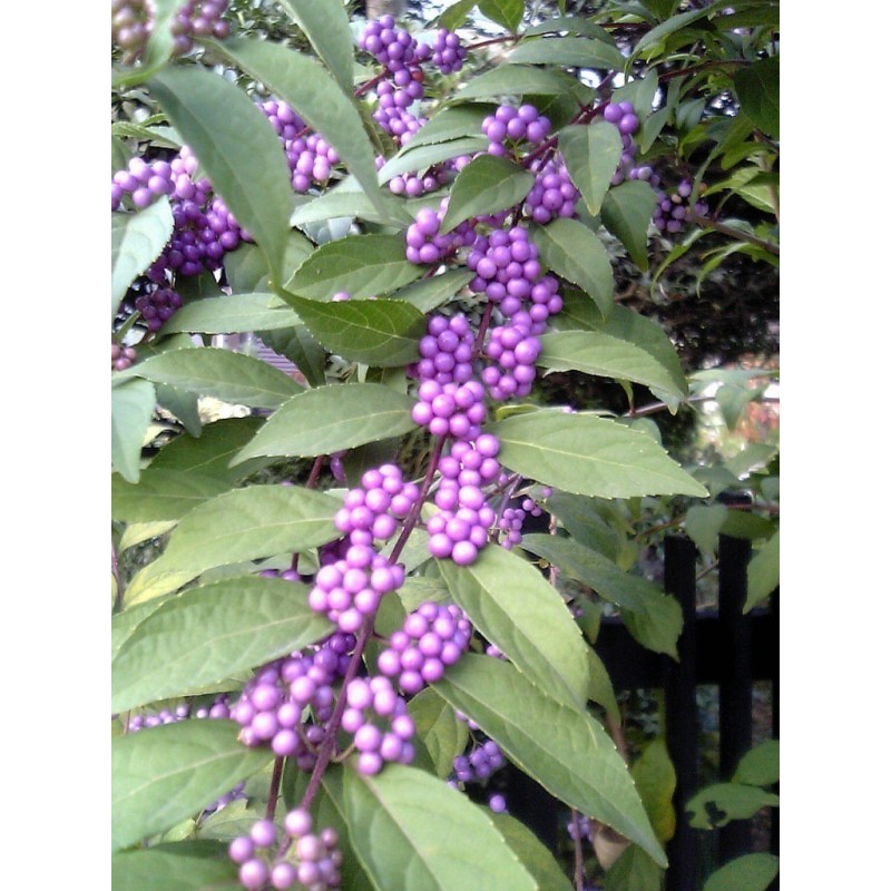 Japanese beautyberry Seeds (Callicarpa japonica) 1.85 - 1