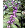 Price: €1.85 - Japanese beautyberry Seeds (Callicarpa japonica) - 