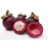 Mangostane, Mangostanbaum Samen (Garcinia Indica)