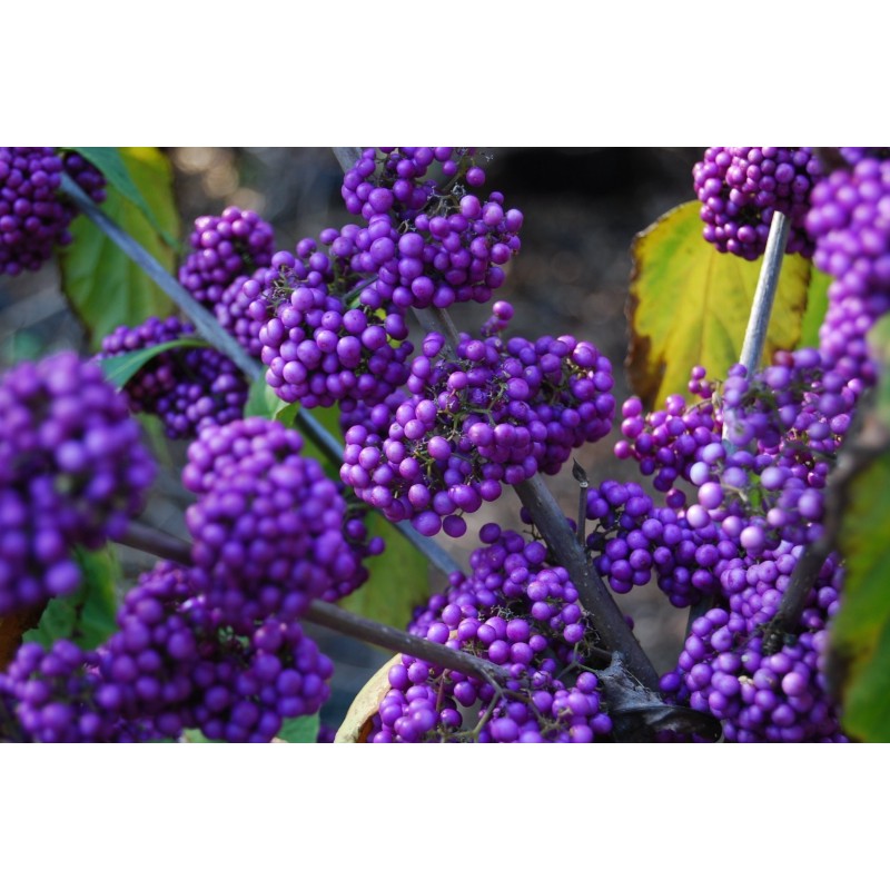 Price: €1.85 - Japanese beautyberry Seeds (Callicarpa japonica) - 