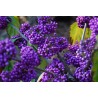 Price: €1.85 - Japanese beautyberry Seeds (Callicarpa japonica) - 