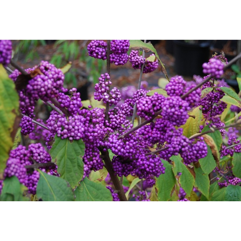 Price: €1.85 - Japanese beautyberry Seeds (Callicarpa japonica) - 