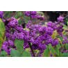 Price: €1.85 - Japanese beautyberry Seeds (Callicarpa japonica) - 
