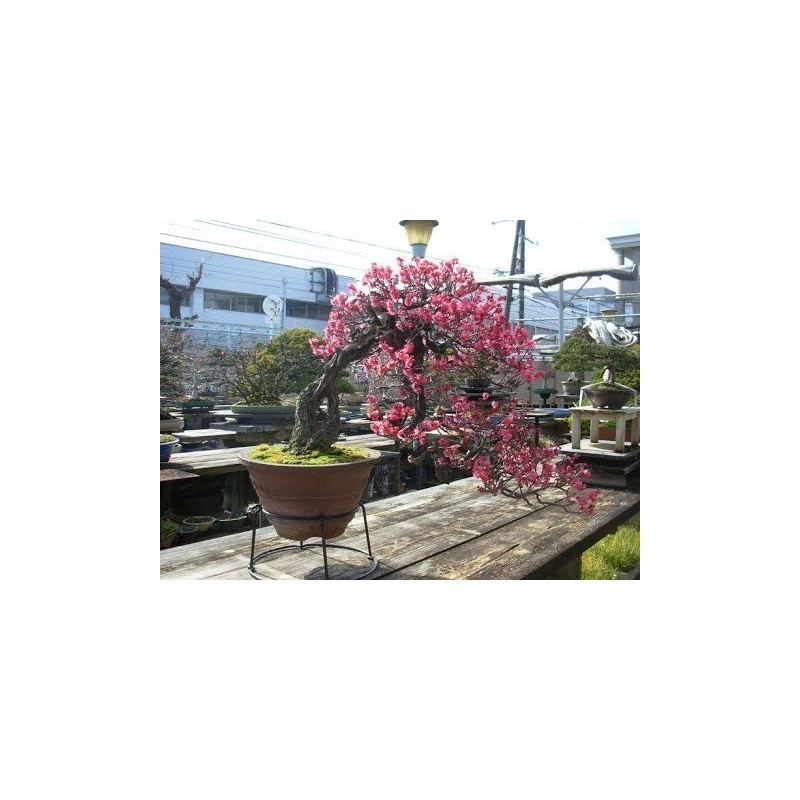 Price: €1.85 - Japanese beautyberry Seeds (Callicarpa japonica) - 