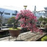 Price: €1.85 - Japanischer Liebesperlenstrauch Samen (Callicarpa japonica) - 