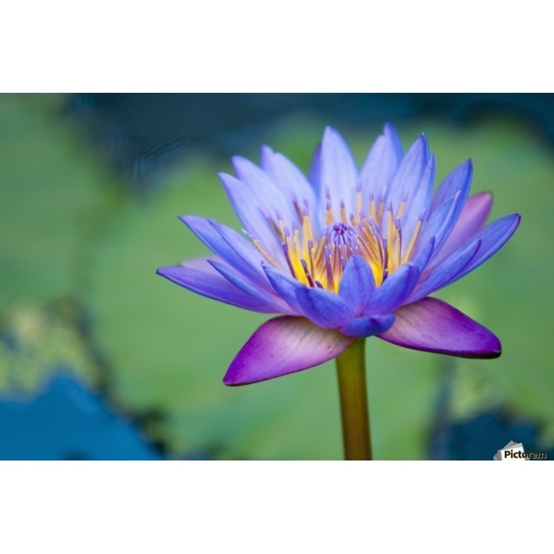 Price: €3.5 - Sementes de Lotus cores misturadas (Nelumbo nucifera) - 
