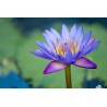 Price: €3.5 - Sementes de Lotus cores misturadas (Nelumbo nucifera) - 