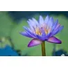 Semi di Fior Di Loto colori misti (Nelumbo nucifera)