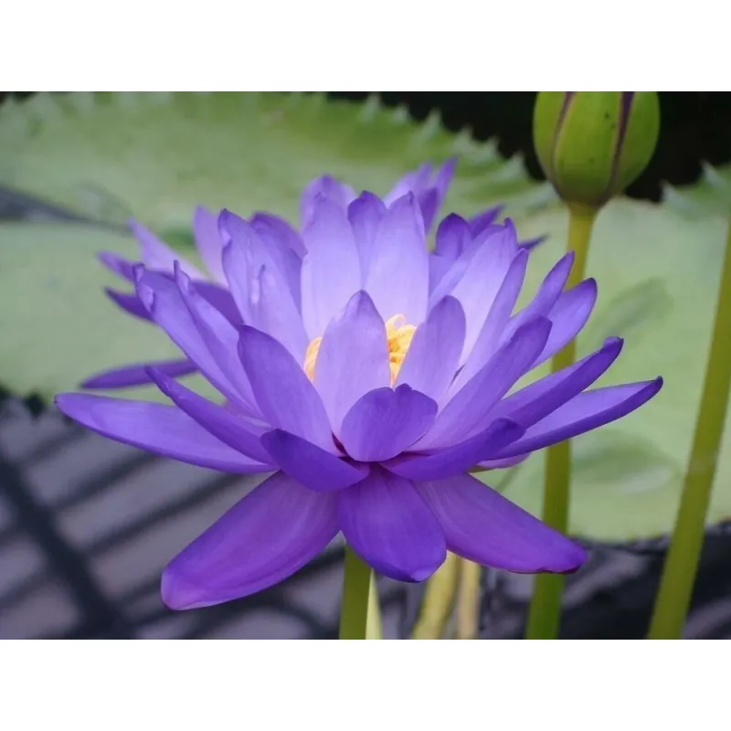 Semillas de Nelumbonaceae colores mezclados (Nelumbo nucifera)