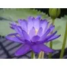 Indijski Lotos Seme mešovite boje (Nelumbo nucifera)