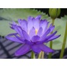 Lotus Ινδικός λωτός σπόρων μικτά χρώματα (Nelumbo nucifera) | 3,50 €
