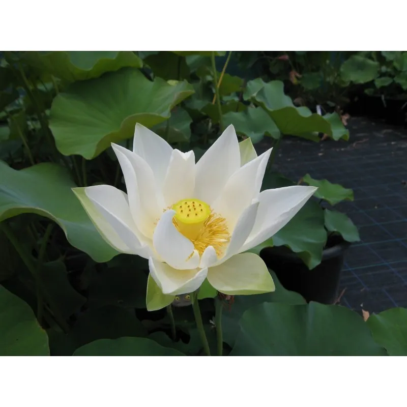 Semillas de Nelumbonaceae colores mezclados (Nelumbo nucifera)