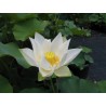 Graines de Lotus sacré couleurs mélangées (Nelumbo nucifera) | 3,50 €