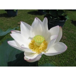 Lotus Lotosblumen Samen gemischte Farben (Nelumbo nucifera) 2.55 - 8