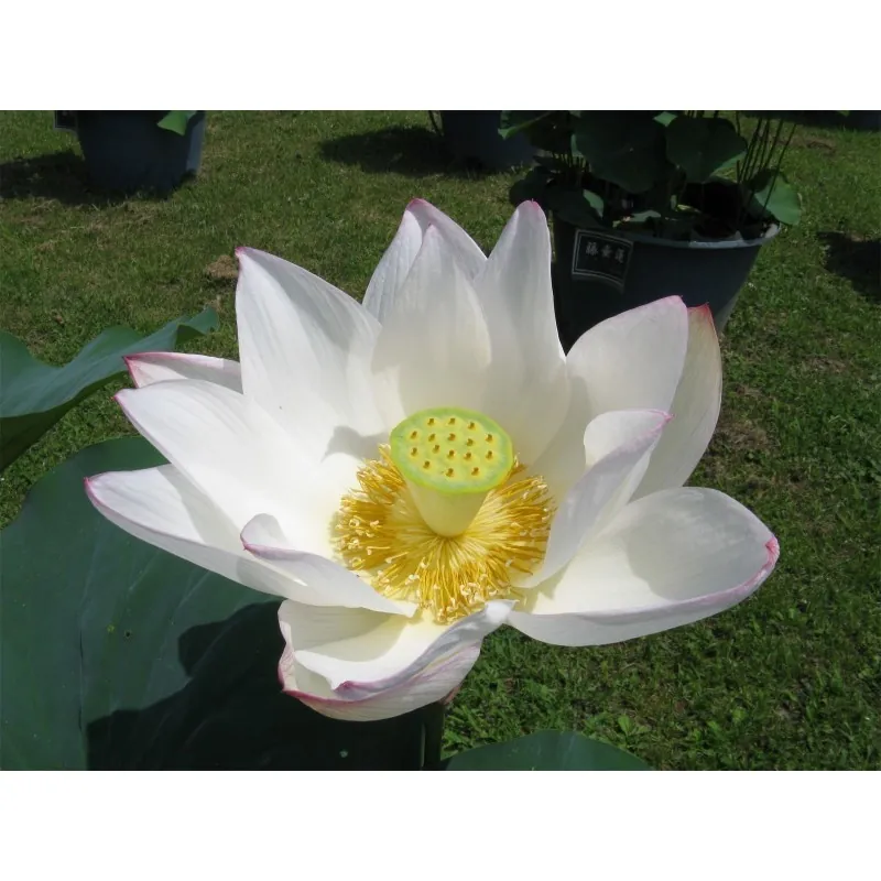 Semi di Fior Di Loto colori misti (Nelumbo nucifera)