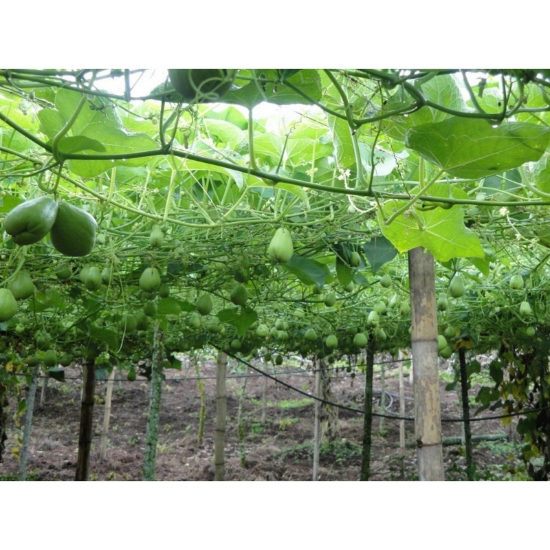 Price: €5 - Chayote graines (Sechium edule) - Seeds Gallery