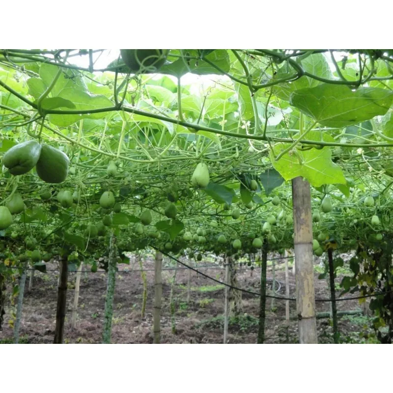 Chayote Semi (Sechium edule)