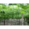 Chayote Semi (Sechium edule)