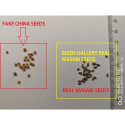 Wasabi Frön - Japansk pepparrot (Wasabia japonica) 5.5 - 3