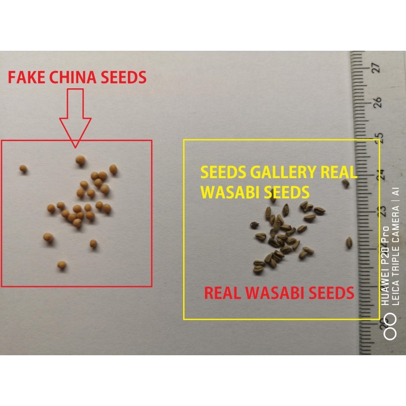 Price: €7.5 - Semi di Wasabi (Wasabia japonica) - 