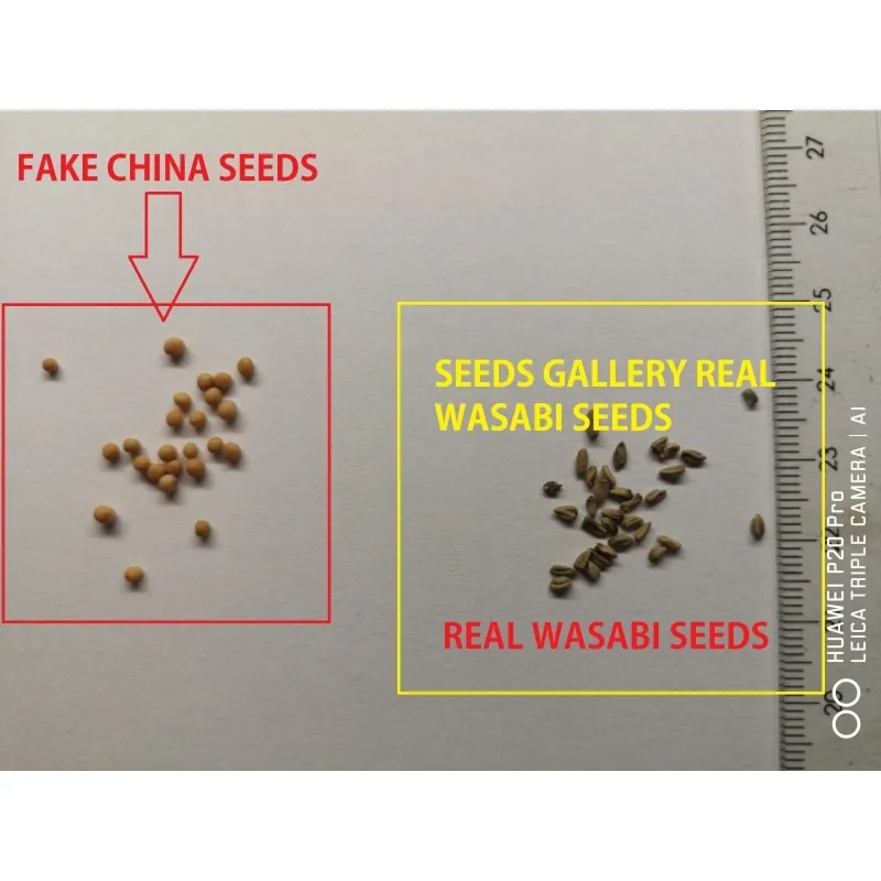 Wasabi Seeds (Wasabia japonica, Eutrema japonicum)