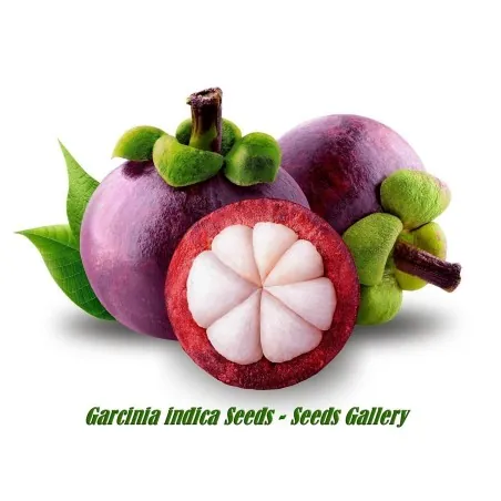 Mangostane, Mangostanbaum Samen (Garcinia Indica)