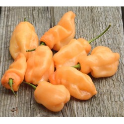 Price: €2 - Graines Piment Habanero Peach - Seeds Gallery