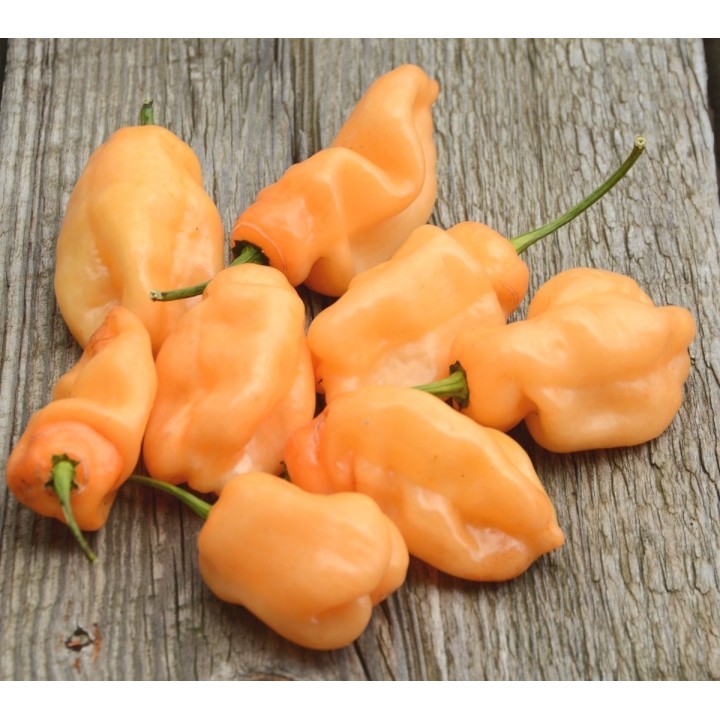 Habanero Peach Seeds - 234.57915