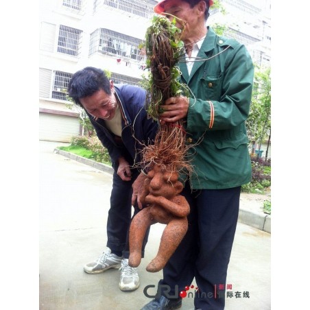 Price: €3.95 - He shou wu, Fo-Ti (Pflanze) Samen (Polygonum multiflorum) -