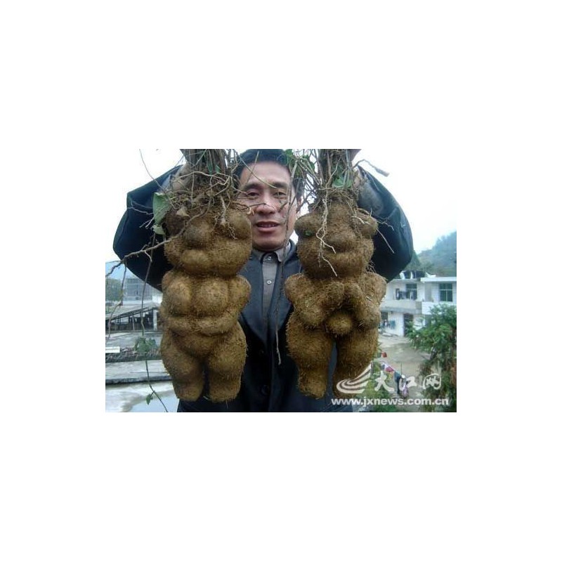 Price: €3.95 - He shou wu, Fo-Ti (Pflanze) Samen (Polygonum multiflorum) - 