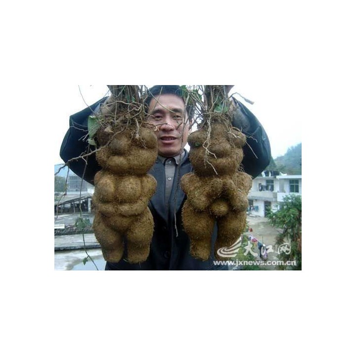 Fo-ti, He-shou-wu Seeds (Polygonum multiflorum) - 3.555