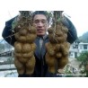 Price: €3.95 - He shou wu, Fo-Ti (Pflanze) Samen (Polygonum multiflorum) - 