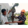 Price: €3.95 - He shou wu, Fo-Ti (Pflanze) Samen (Polygonum multiflorum) - 