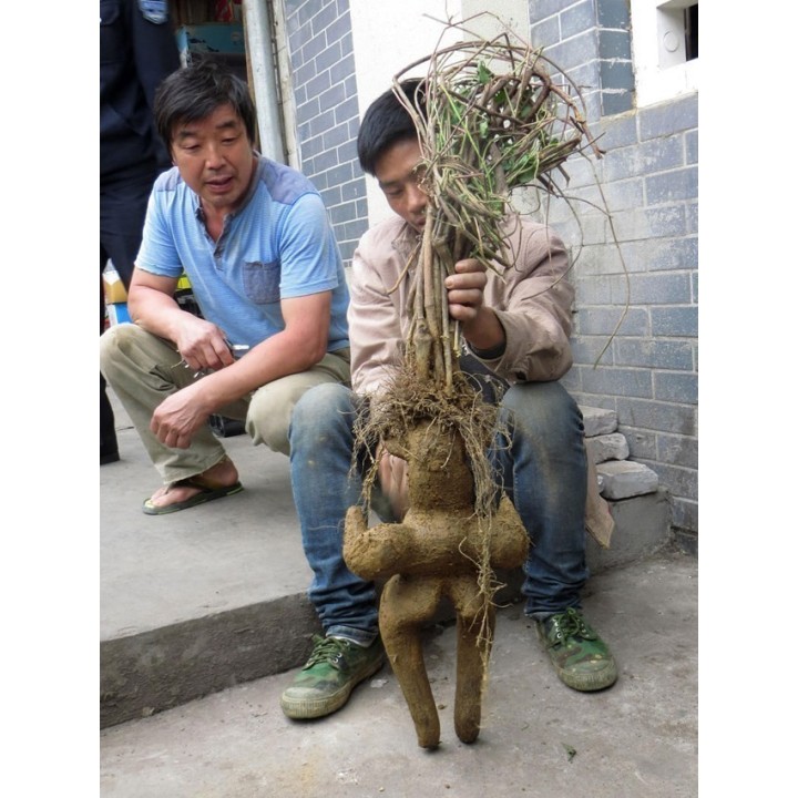 Fo-ti, He-shou-wu Seeds (Polygonum multiflorum) - 3.555