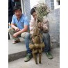 Price: €3.95 - He shou wu, Fo-Ti (Pflanze) Samen (Polygonum multiflorum) - 