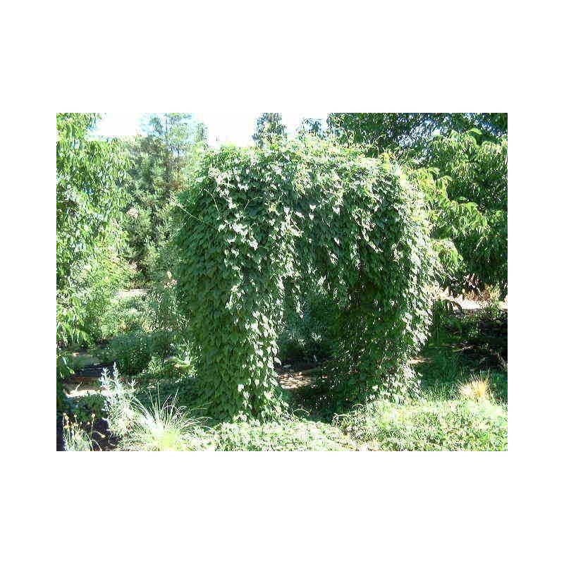 Price: €3.95 - He shou wu, Fo-Ti (Pflanze) Samen (Polygonum multiflorum) - 