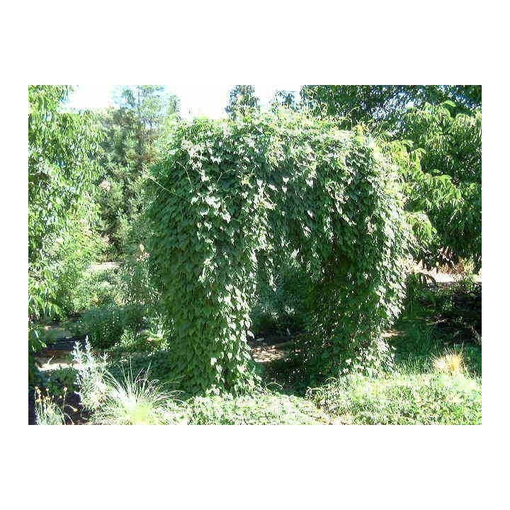 Fo-ti, He-shou-wu Seeds (Polygonum multiflorum) - 3.555