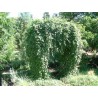 Price: €3.95 - He shou wu, Fo-Ti (Pflanze) Samen (Polygonum multiflorum) - 