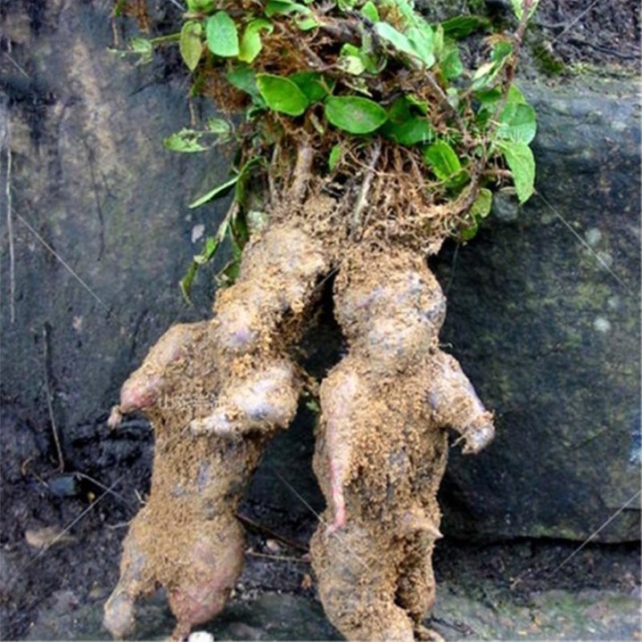 Fo-ti, He-shou-wu Seeds (Polygonum multiflorum) - 3.555