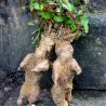 Price: €3.95 - He shou wu, Fo-Ti (Pflanze) Samen (Polygonum multiflorum) - 