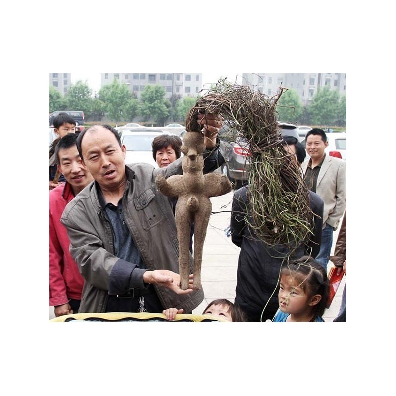Price: €3.95 - He shou wu, Fo-Ti (Pflanze) Samen (Polygonum multiflorum) - 
