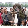 Price: €3.95 - He shou wu, Fo-Ti (Pflanze) Samen (Polygonum multiflorum) - 