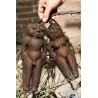 Price: €3.95 - He shou wu, Fo-Ti (Pflanze) Samen (Polygonum multiflorum) - 