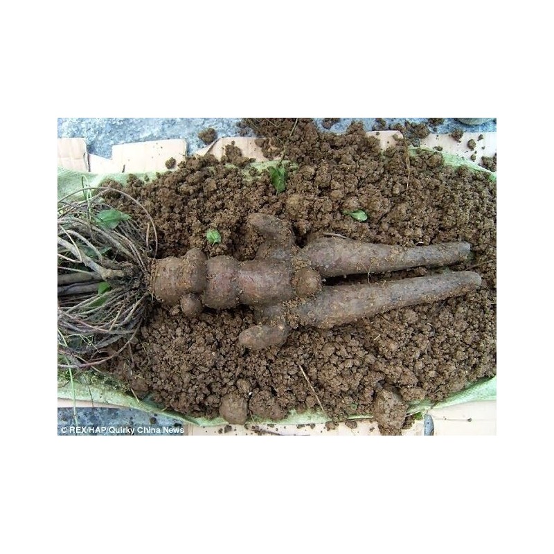 Price: €3.95 - He shou wu, Fo-Ti (Pflanze) Samen (Polygonum multiflorum) - 
