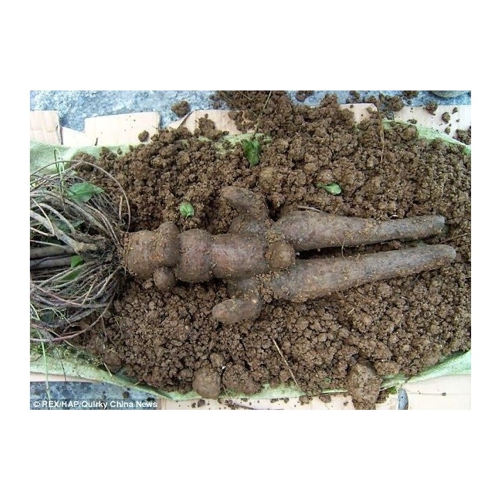 Fo-ti, He-shou-wu Seeds (Polygonum multiflorum) - 3.555