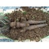 Price: €3.95 - He shou wu, Fo-Ti (Pflanze) Samen (Polygonum multiflorum) - 