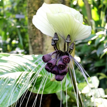 Price: €2.85 - White Bat Flower Seeds (Tacca chantrieri) -