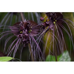 BLACK BAT FLOWER Seeds (Tacca chantrieri) 2.85 - 4