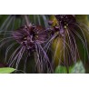 Semi di Pianta Pippistrello (Tacca chantrieri)